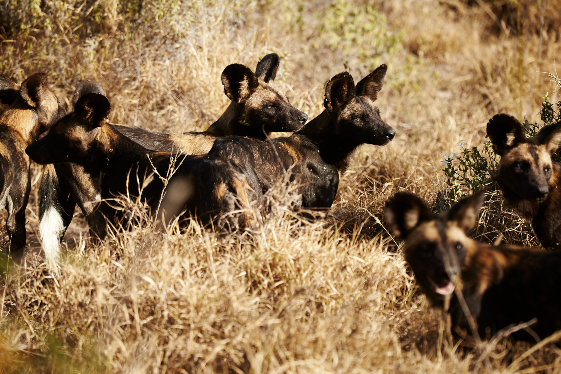 A pack of African wild dogs moving through golden grass at first light